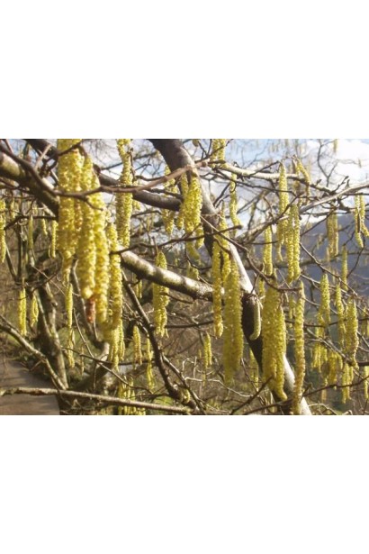 Фундук звичайний Вебба цінний Коб