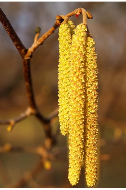 Фундук звичайний Вебба цінний Коб