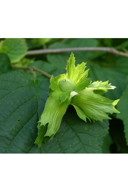 Фундук звичайний Вебба цінний Коб