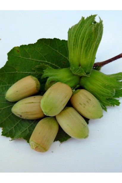 Фундук Вебба цінний Коб