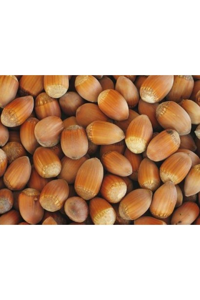 Стиглі плоди Фундук звичайний Вебба цінний Коб