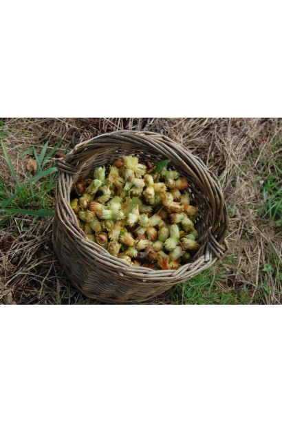 Corylus avellana Webb’s prize Cob