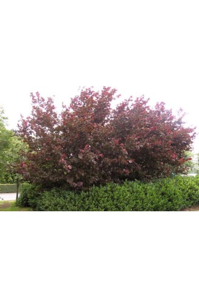 Кущ фундука Warsaw Red з насиченим червоно-пурпуровим забарвленням.