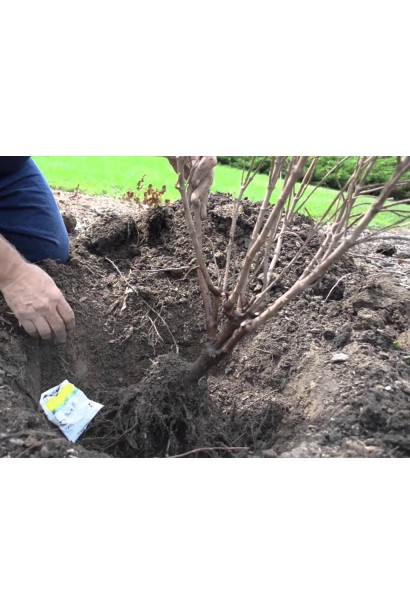 Фундук Варшавський - посадка з голим коренем