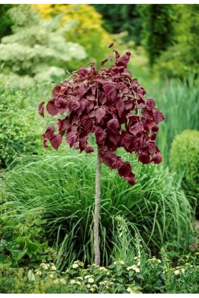 Фундук Варшавський Червоний як яскравий акцент у ландшафтному оформленні.