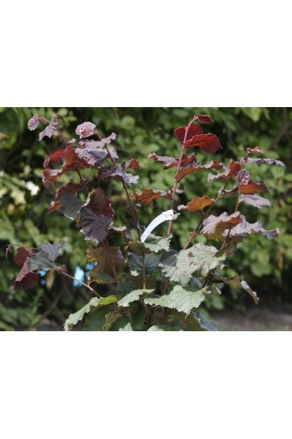 Фундук Варшавський Червоний із яскравими декоративними листками.