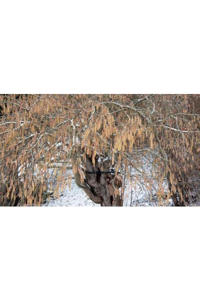 Фундук Варшавський Червоний