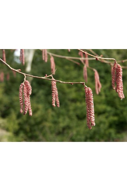 Фундук Варшавський Червоний 