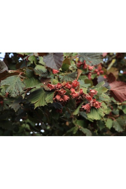 Фундук Варшавський Червоний із декоративними горіхами восени.