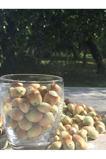 Фундук Варшавський Червоний 