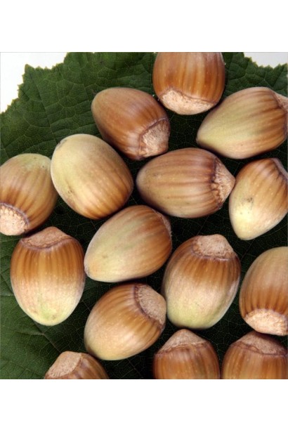 Плоди фундука Warsaw Red крупним планом.