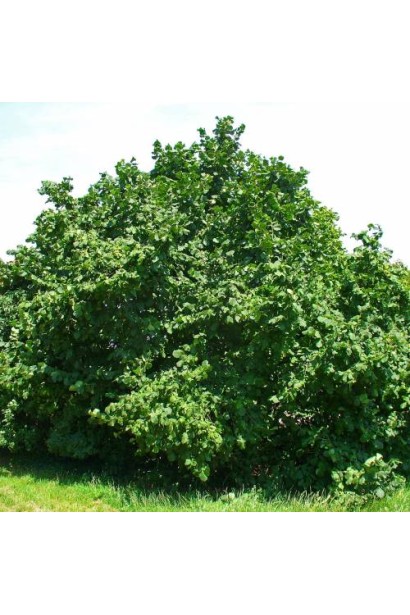 Фундук звичайний Косфорд - доросле дерево