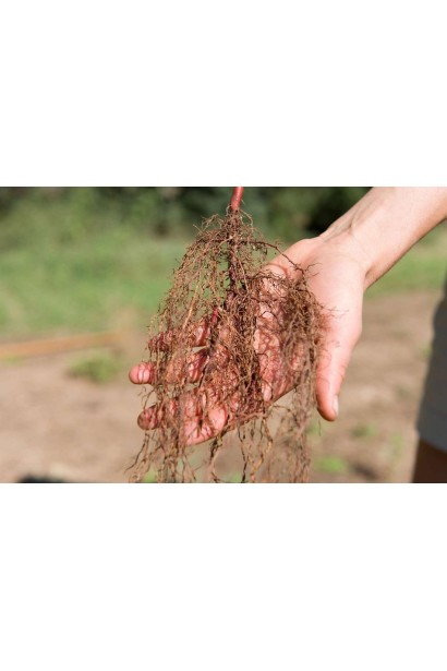 Фундук звичайний Косфорд з голим коренем