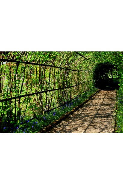 Фундук Косфорд 