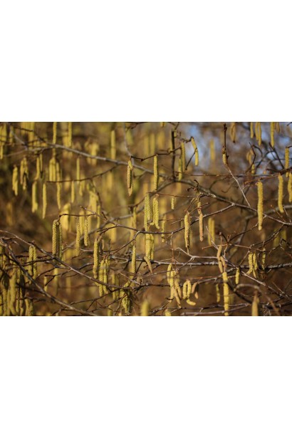 Квіти фундука Косфорд в формі сережок