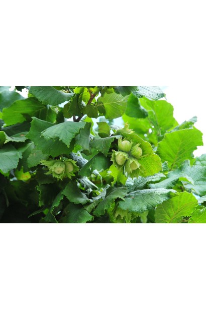 Кущ фундука Косфорд із зеленим листям у саду.