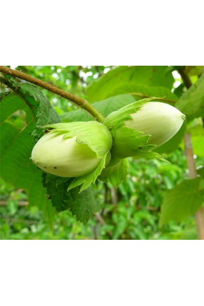 Листя й плоди фундука Corylus avellana Cosford під сонцем.