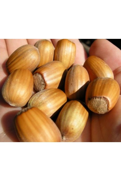 Стиглі горіхи Corylus avellana Cosford крупним планом.