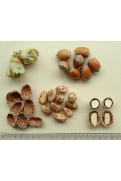 Corylus avellana Cosford