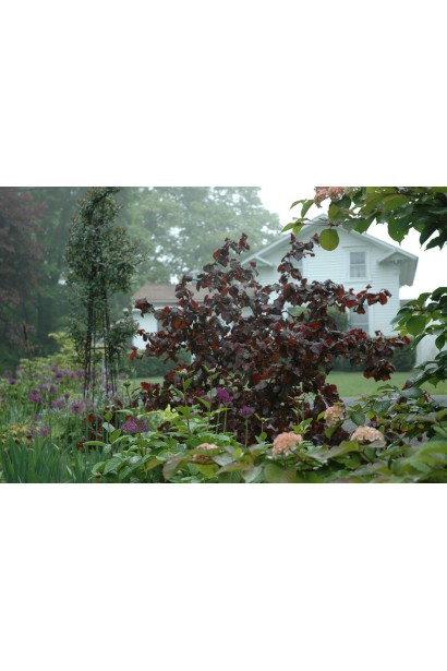 Фундук обыкновенный Род Зеллернут