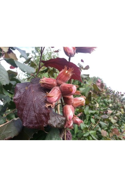 Листья и плоды фундука Corylus avellana Rode Zellernoot в естественной среде.