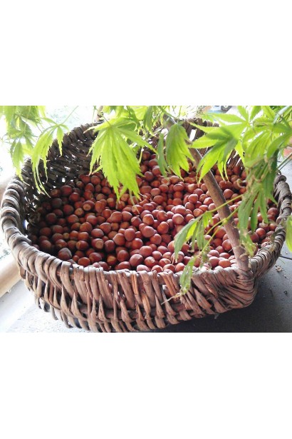 Плоды фундука Род Зеллернут в корзине на фоне осенней листвы.