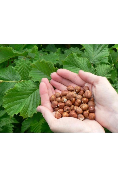 Красноватые спелые орехи Corylus avellana Rode Zellernoot крупным планом.