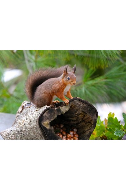 Corylus avellana Rode Zellernoot