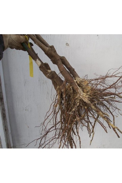 Фундук Род Зеллернут с голым корнем