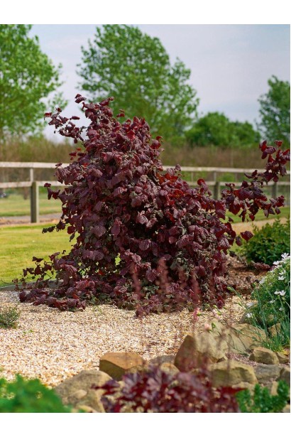 Куст фундука Род Зеллернут с красными листьями в саду.