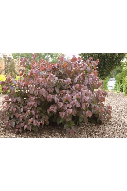 Ландшафтный дизайн с кустом фундука Corylus avellana Rode Zellernoot.