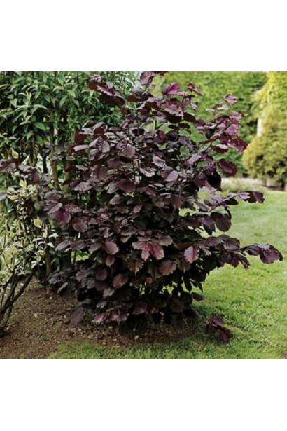 Куст фундука Род Зеллернут в декоративном саду.