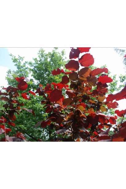 Красноватые листья фундука Род Зеллернут.