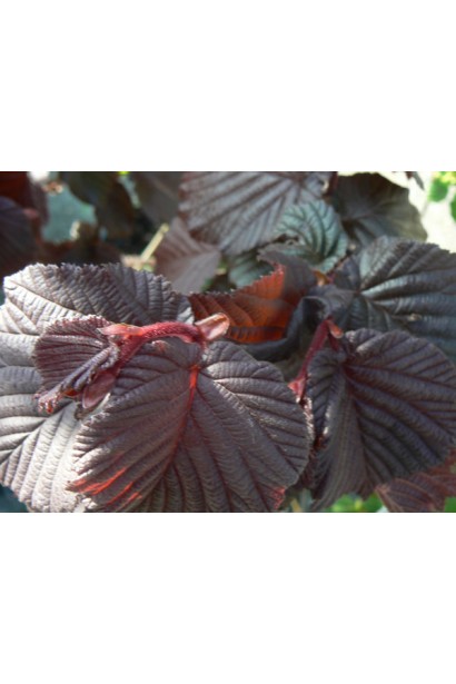 Красные листья и орехи фундука Род Зеллернут в саду.