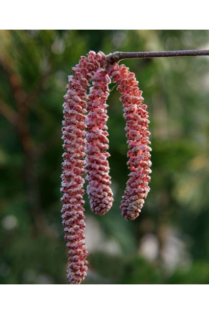 Цветы фундука Род Зеллернут