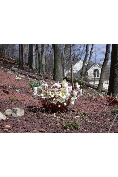 Зимовник чорний