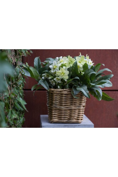 Морозник чорний в горщику 