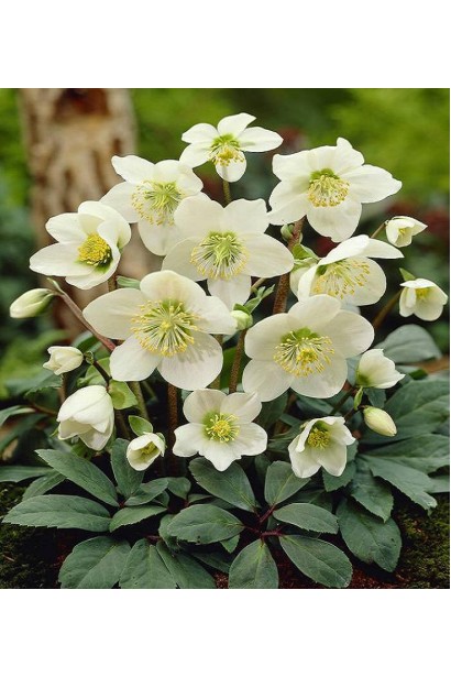 Морозник чорний