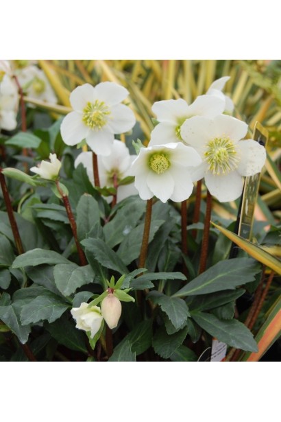 Різдвяна троянда