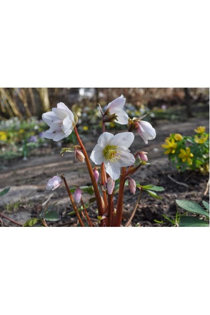 Морозник чорний в природі