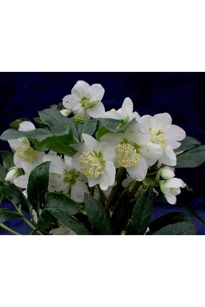 Морозник чорний 