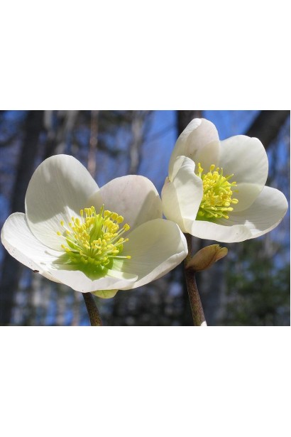 Морозник чорний 