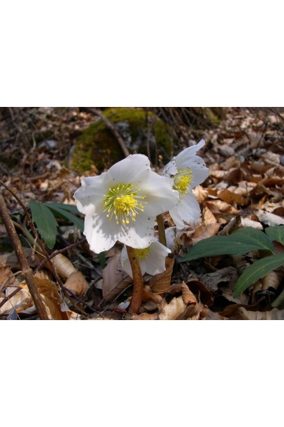 Морозник чорний 