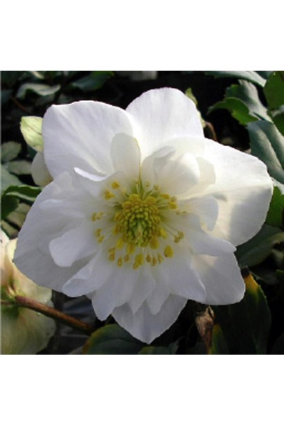 Морозник чорний квітка