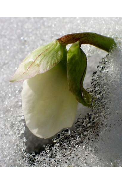 Вічнозелений морозостійкий багаторічник