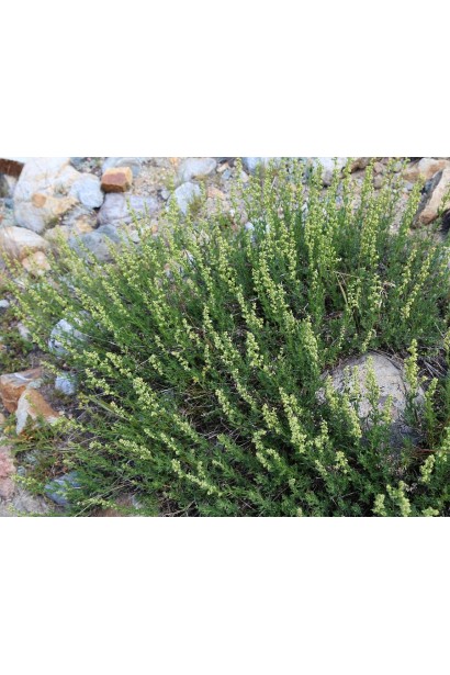 Полин лимонний з ажурним сріблясто-зеленим листям в саду.