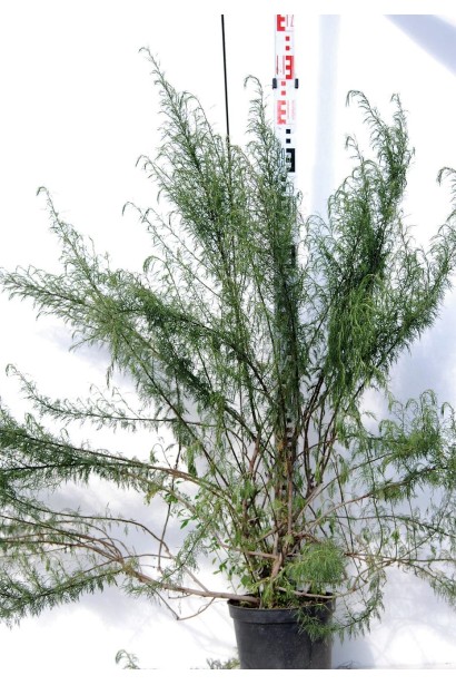 Саджанці полину лимонного в садовому центрі готові до продажу.