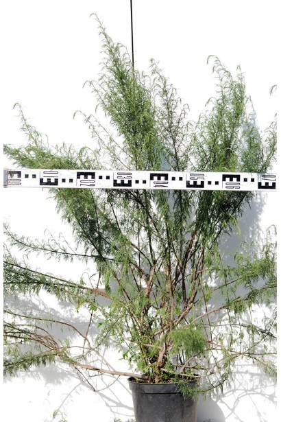 Полин лимонний