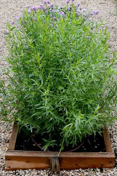 Полин лимонний у декоративному горщику для оформлення клумб.