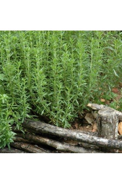 Artemisia balchanorum чудово виглядає у рокаріях і альпінаріях.